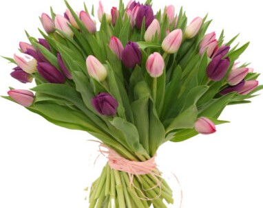 mix tulipanów dostawa poczta kwiatowa przesyłka
