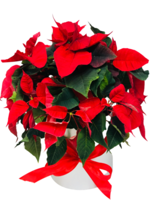 Gwiazd Betlejemska z dostawą kwiatowa florystyczna poczta Poznań kwiaty na święta Bożego Narodzenia
