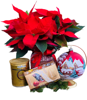 kwiaty i prezenty na święta Bożego Narodzenia, kwiaciarnia internetowa kwiatowa dostawa gwiazda betlejemska