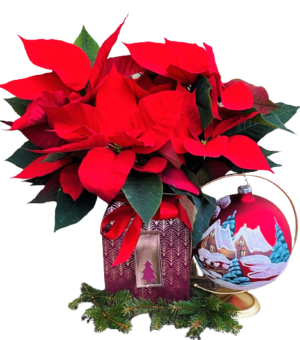 Czerwona gwiazda betlejemska kwiat dostawa pocztą lub kurierem kwiaciarnia online