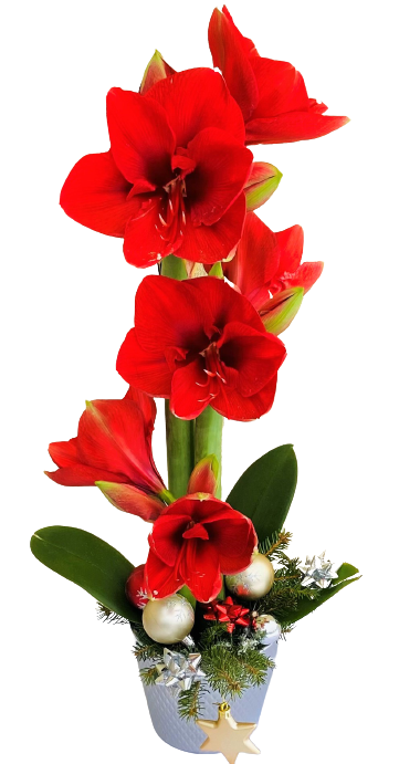 kwiaty na święta Bożego Narodzenia z dostawą do domu , dostawa pocztą florystyczną za ozł , kup amarylis na święta w kwiaciarni online