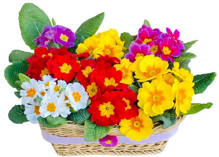 wiosenny koszyk z prymulami dostawa świątecznych kwiatów do domu poczta, kwiatowa dostawa kwiatów